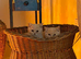 4 Months Young Adorable Scottish Fold Kittens