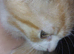 7 kittens for sale