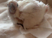 Triton cockatoo