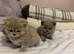 British short hair kittens