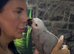 African Grey baby girl