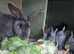 Blue opal standard rex rabbits