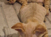 Beautiful Red Devon rex kittens Fife registered