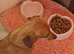 Chiweenie red girl for rehoming