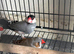 Java finch for sale!