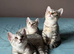 3 adorable Egyptian Mau girls looking for a family