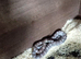 Corn snake