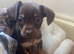 Dachshund puppies for sale