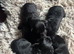 Patterdale puppies