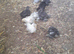 Young pekin chicks