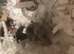 Dwarf hamster