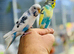 Baby budgies