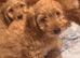Stunning Ruby Cockapoo Puppies