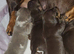 Miniature DACHSHUND