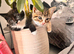 Female kittens for sale