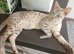 Savannah Kittens Ready For A New Loving Home
