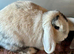 5 month old mini lop