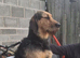 Angus the Mink Hound for stud