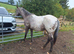 Apploosa Aphc filly