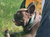 Beloved French Bulldog family dog in West London