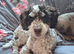 11month old cockapoo