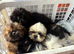 Beautiful Shih tzu puppies