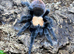 Golden Mexican Red Rump Tarantula & FULL Setup For Sale!