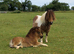 Tawna Raffles Show Quality Miniature Shetland Colt Foal