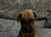2 Gorgeous Cane Corso left 1boy 1 girl