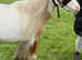 Stunning gelding cob