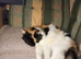 Torty raggamuffin