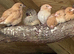 Various baby finches for sale