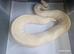 Breeder girls available