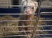 Female ferret