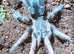 Rare! Lyrognathus Giannisposatoi - Sumatran stoutleg tarantula