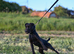 Patterdale for stud