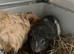 Guinne pigs x2