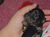 6 miniature dachshund puppies