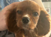 Cavalier King Charles Spaniel Puppy