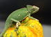 Pied Yeman chameleons