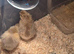 Silkie chick's