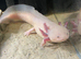 Axolotl female