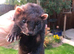 Black ferrets