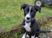 Male border collie