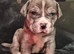 Mastiff hybrid/banddog