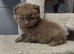 Beautiful chunky cinnamon kitten boy available