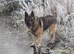 Male KC Registered German Shepherd Puppy Available