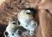 3 frenchie pups for sale