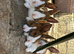 Beautiful Baby Dutch bunnies 8 weeks