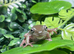 A Selection of Frogs at Birmingham Reptiles